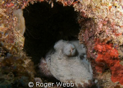 Octopus in lair by Roger Webb 